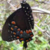 butterfli3468